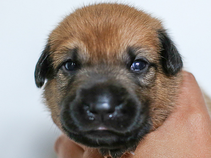 chinook puppy